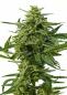Preview: Northern Haze Auto 3+1